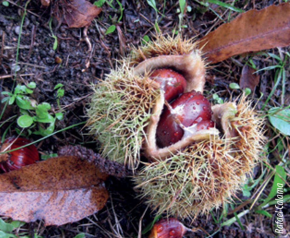 chestnut closeup (c) R Calama