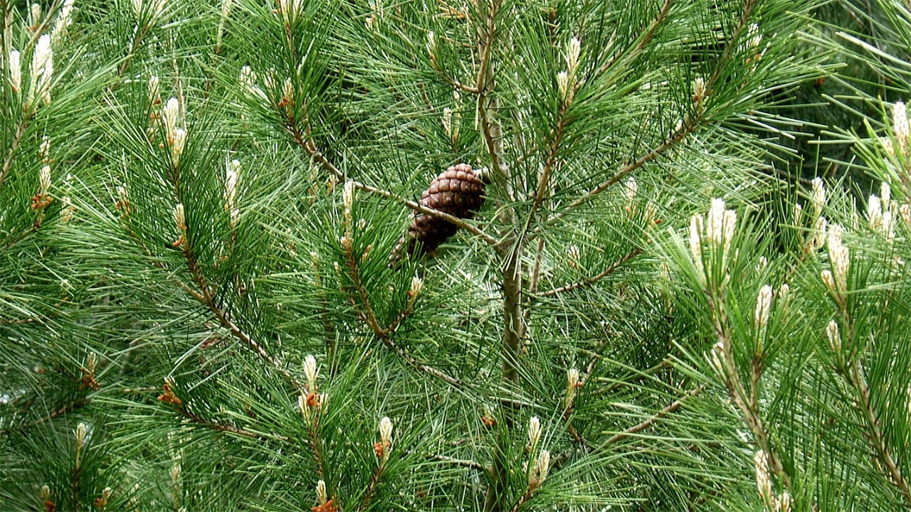 Хвойная время. Pinus gerardiana. Сосна Ватерери. Побеговьюн Сосновый.