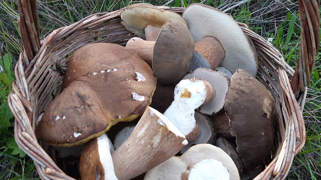 edible mushrooms pictures